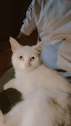 Cat for sale