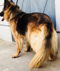German shephard female