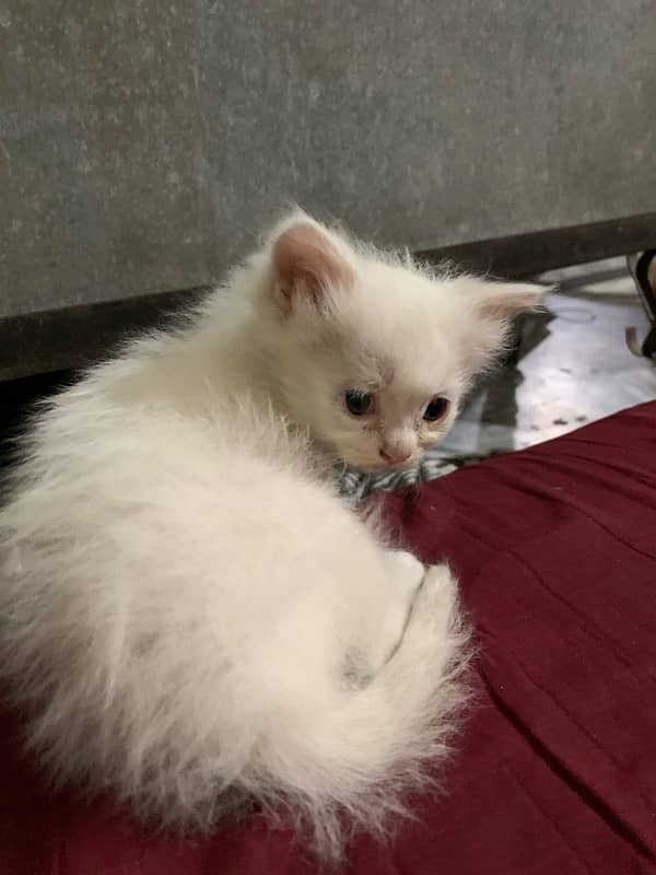 persian kittens 0