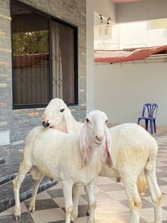 Kajla And Larkana for sale