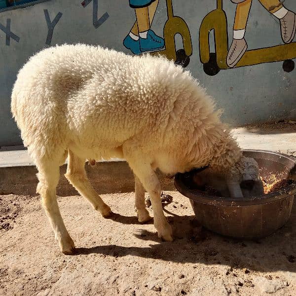 sheep 0
