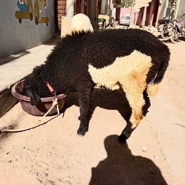 sheep 1