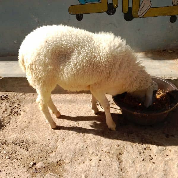 sheep 2