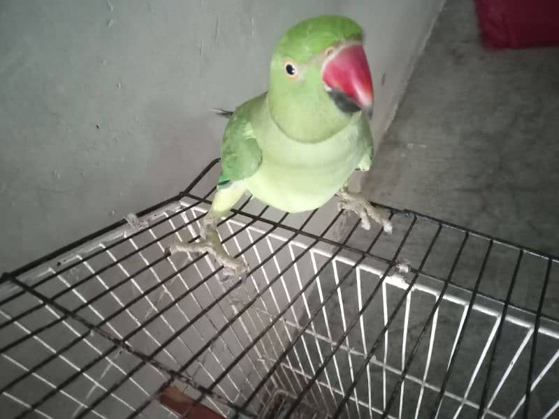 ring neck for sale 12000 0