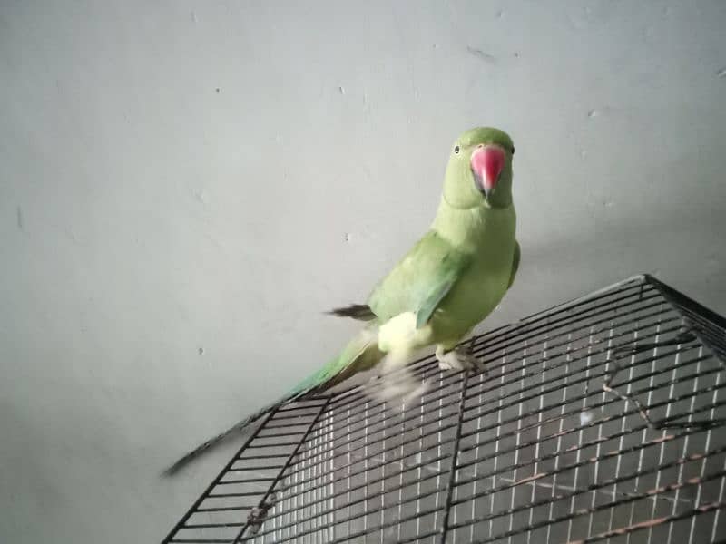 ring neck for sale 12000 1