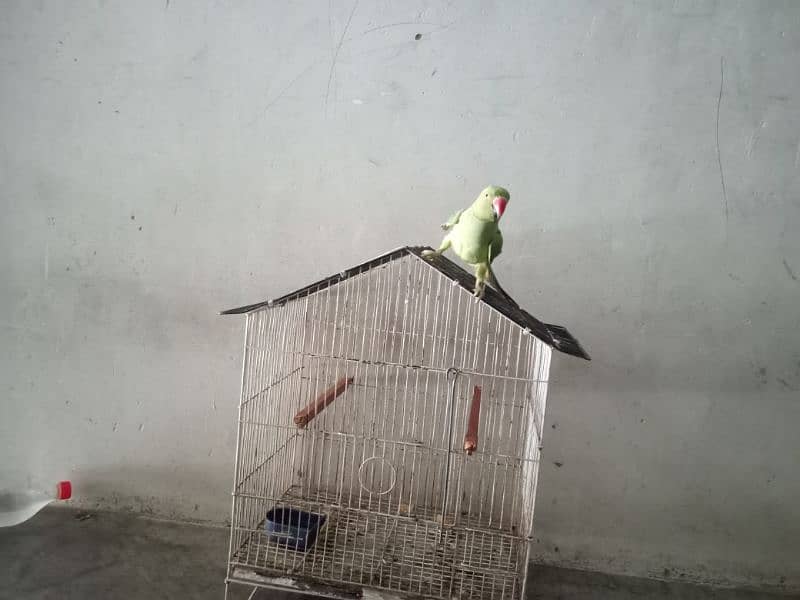 ring neck for sale 12000 2