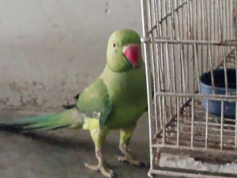 ring neck for sale 12000 5