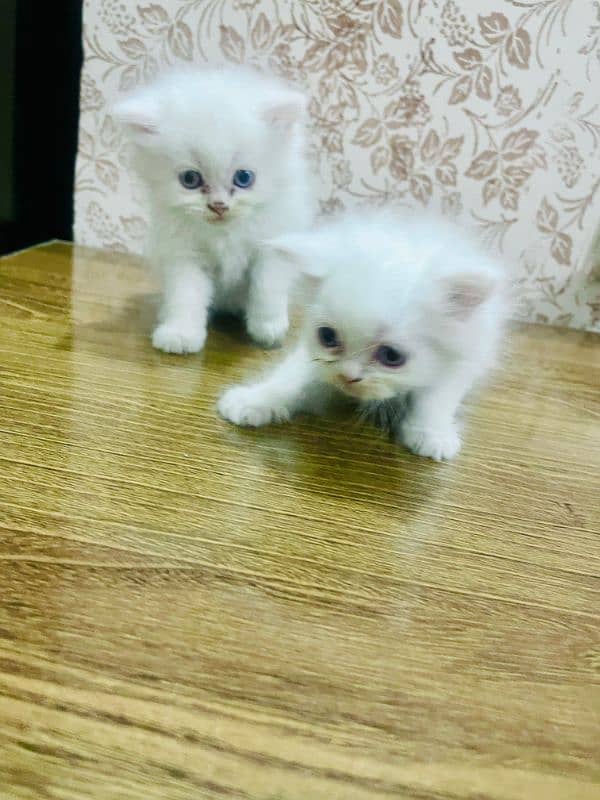 Persian kittens 0