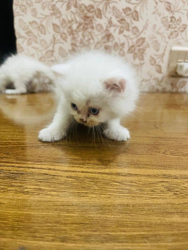 Persian kittens 3