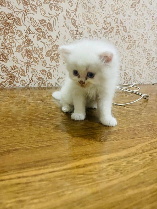 Persian kittens 4