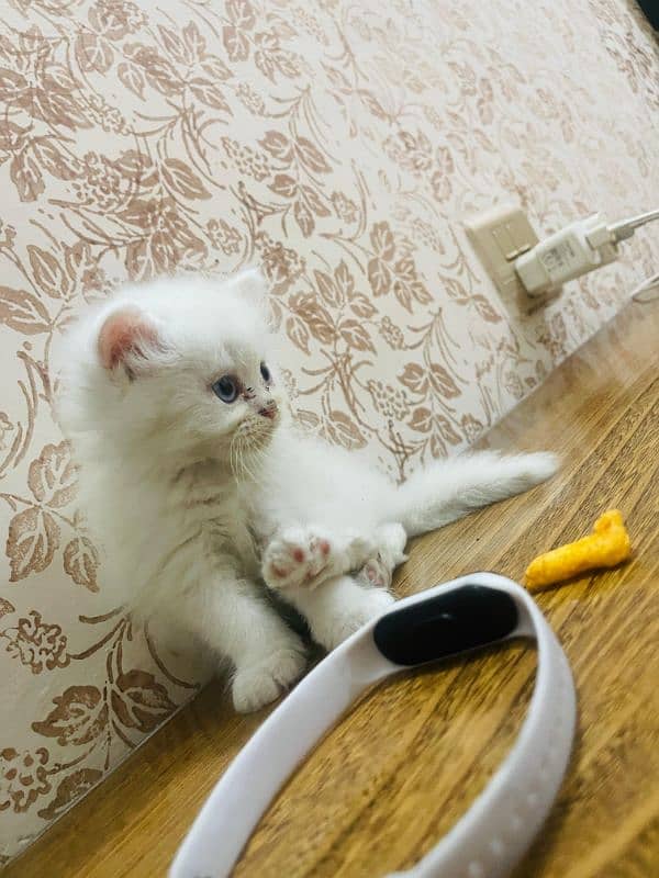 Persian kittens 6