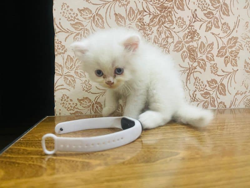Persian kittens 10