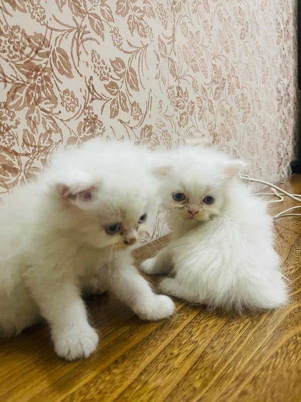 Persian kittens 11