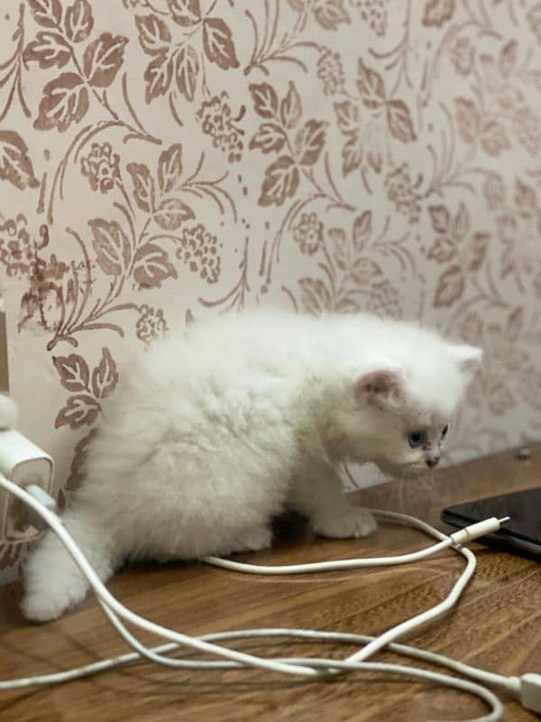Persian kittens 12