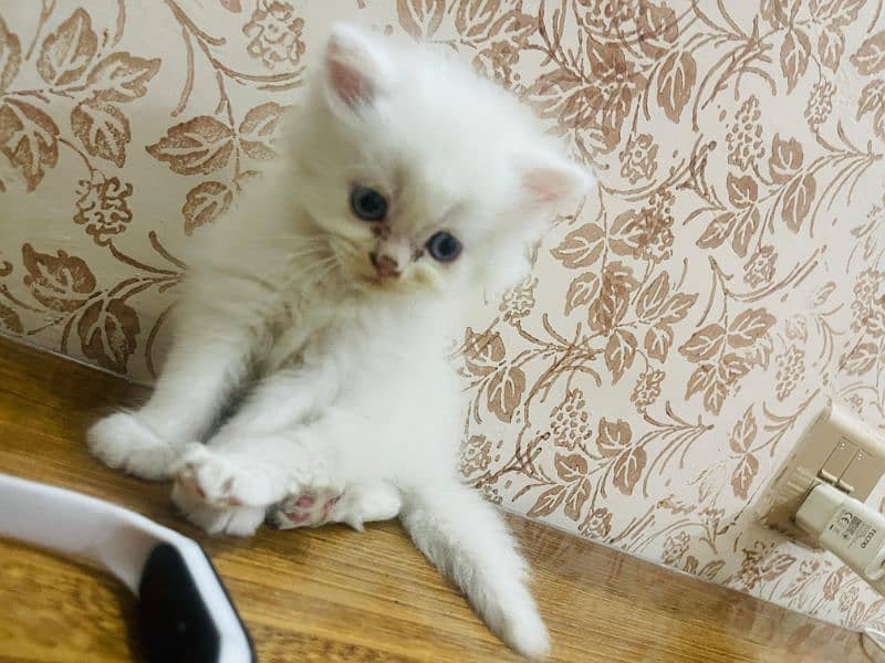 Persian kittens 14