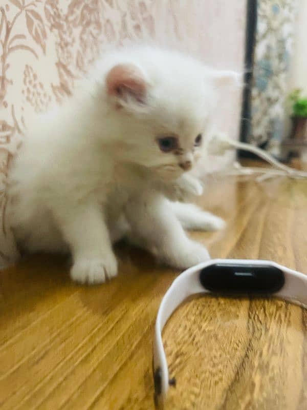 Persian kittens 16