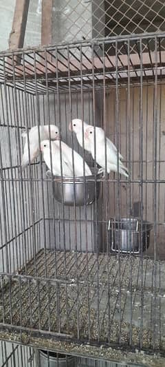 albino black eyes split 4 pair