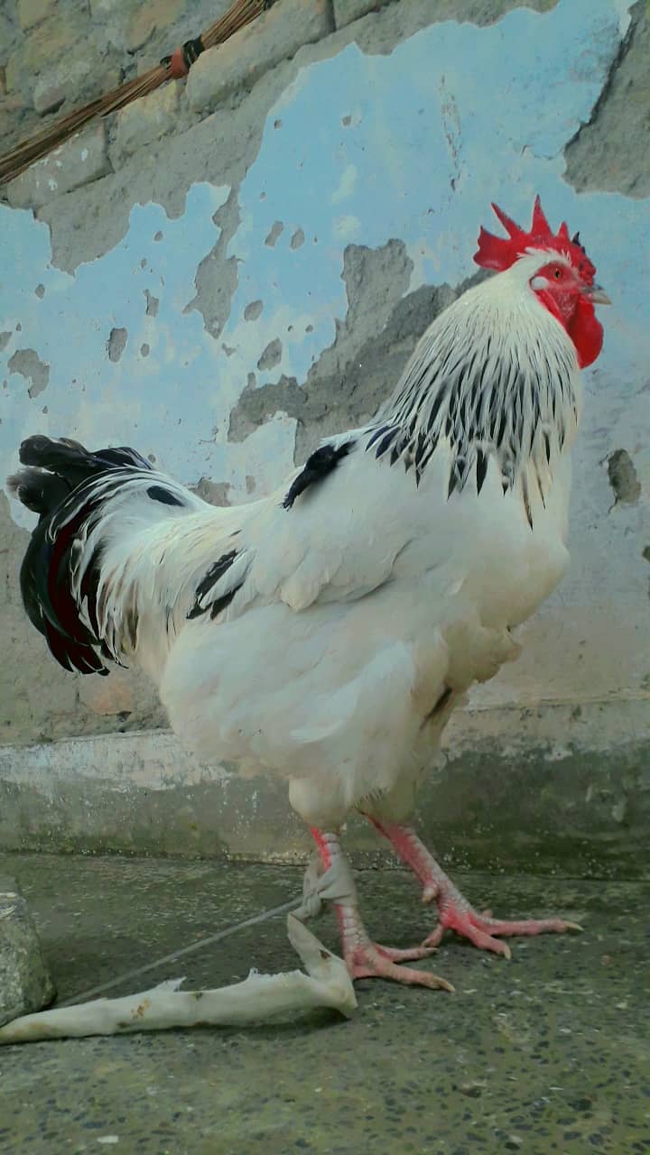 Light Sussex Eggs for Sale 1