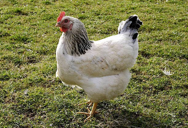 Light Sussex Eggs for Sale 2