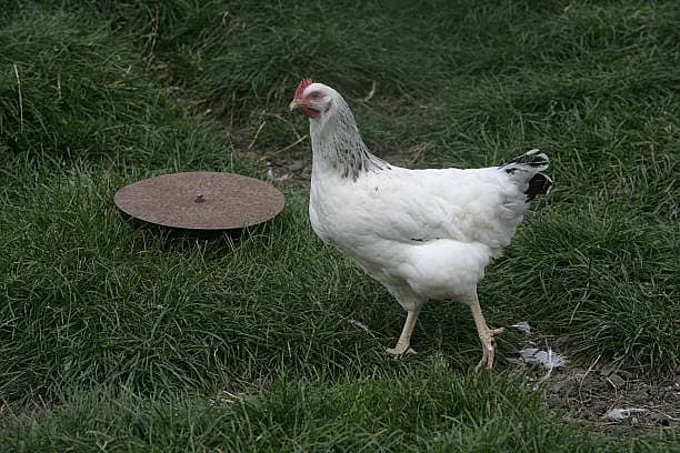Light Sussex Eggs for Sale 3