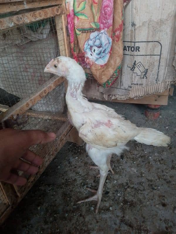 Heera aseel chicks 03014237451 call me 0