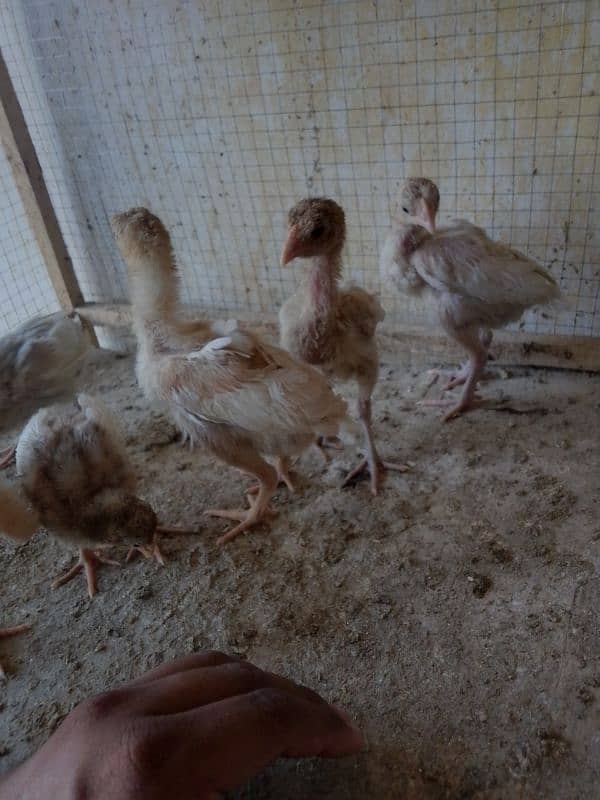 Heera aseel chicks 03014237451 call me 5