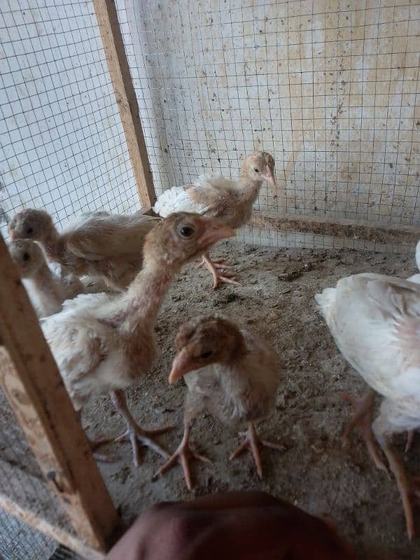 Heera aseel chicks 03014237451 call me 7