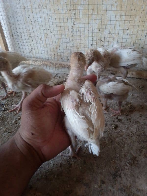 Heera aseel chicks 03014237451 call me 8