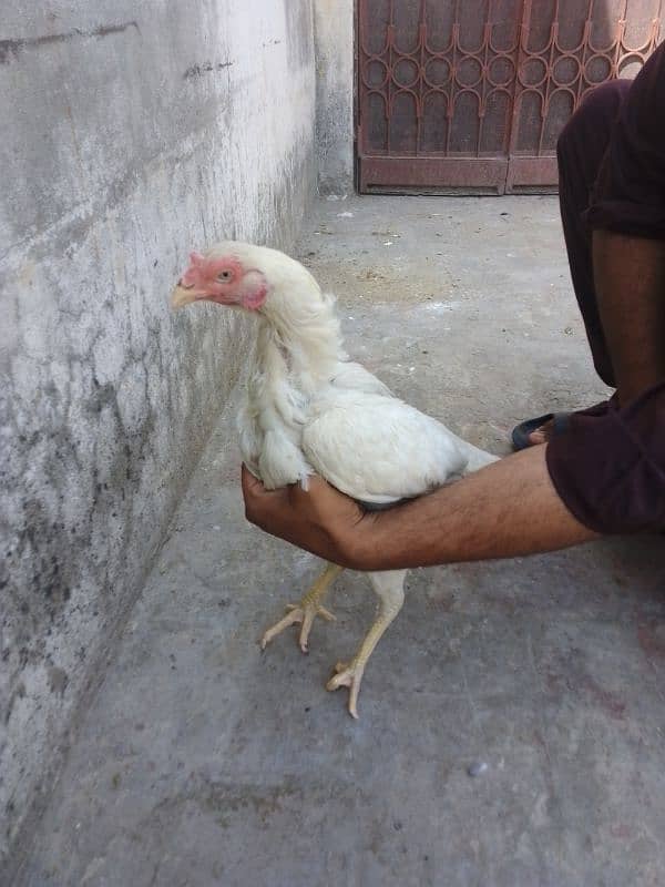 Heera aseel chicks 03014237451 call me 10
