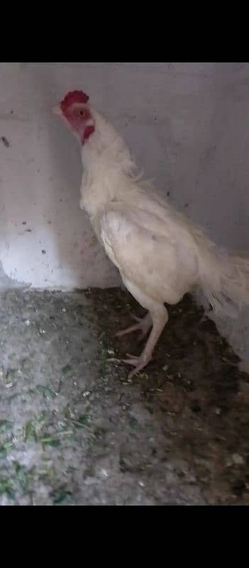 Heera aseel chicks 03014237451 call me 12