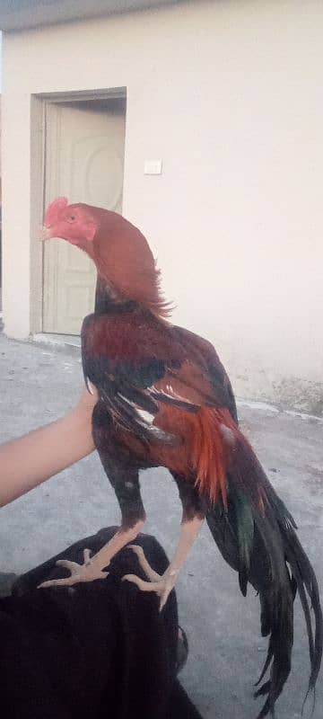 aseel lakha 1