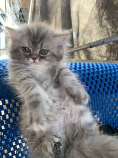 Persian kitten 2 month age Female and male for sale
