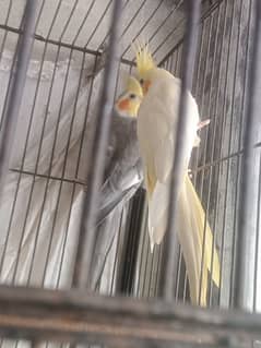 Cocktail pair Red eye