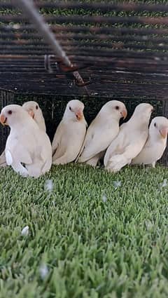 Albino Rozicoli Each