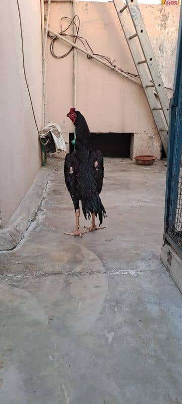 Pure Pakistani Aseel Mazboot Gand jor ka 2