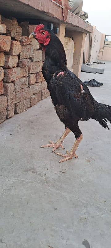 Pure Pakistani Aseel Mazboot Gand jor ka 3