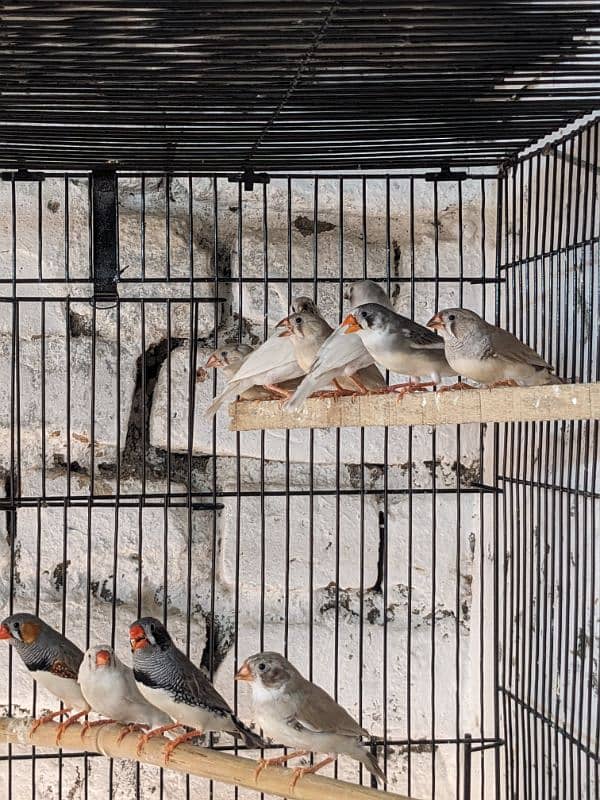 ZEBRA FINCH 03444608899 0