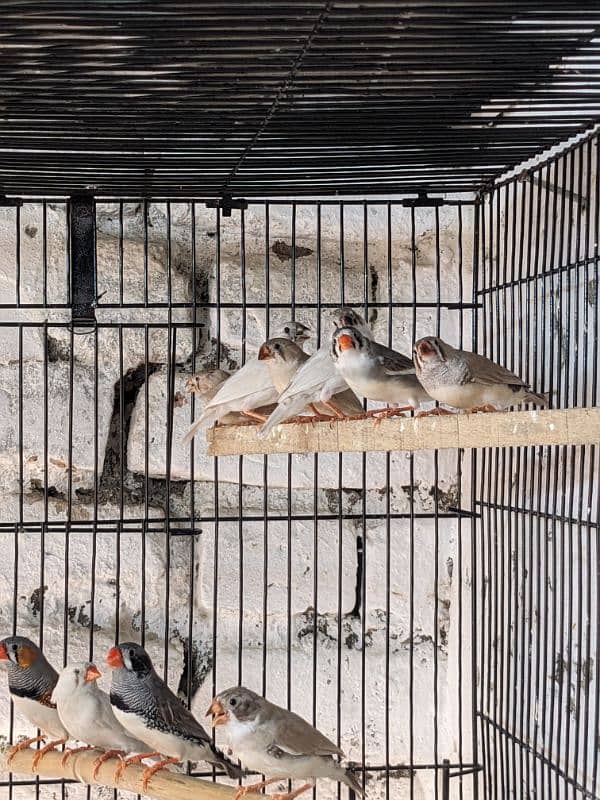 ZEBRA FINCH 03444608899 1