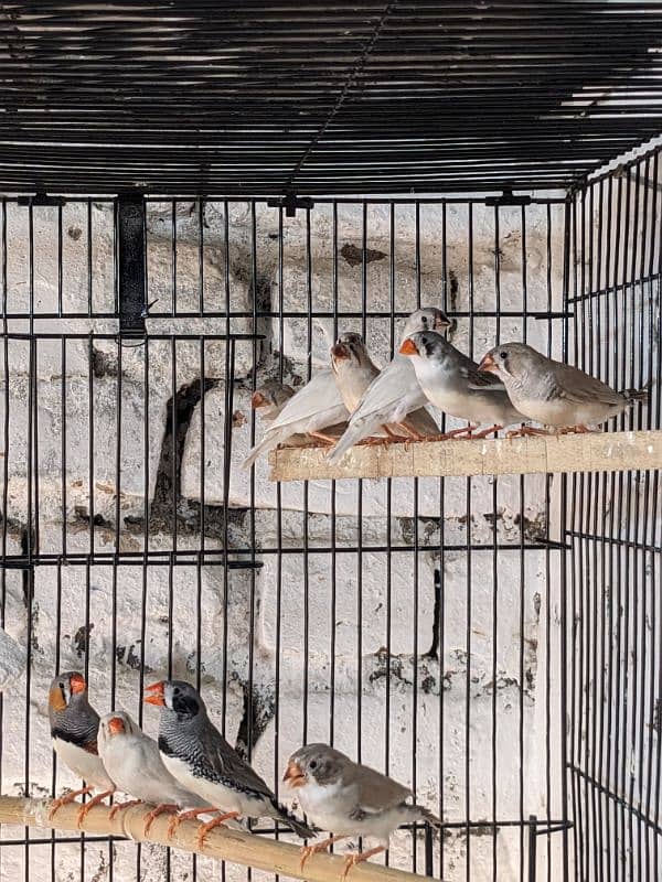 ZEBRA FINCH 03444608899 2
