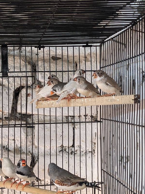 ZEBRA FINCH 03444608899 3