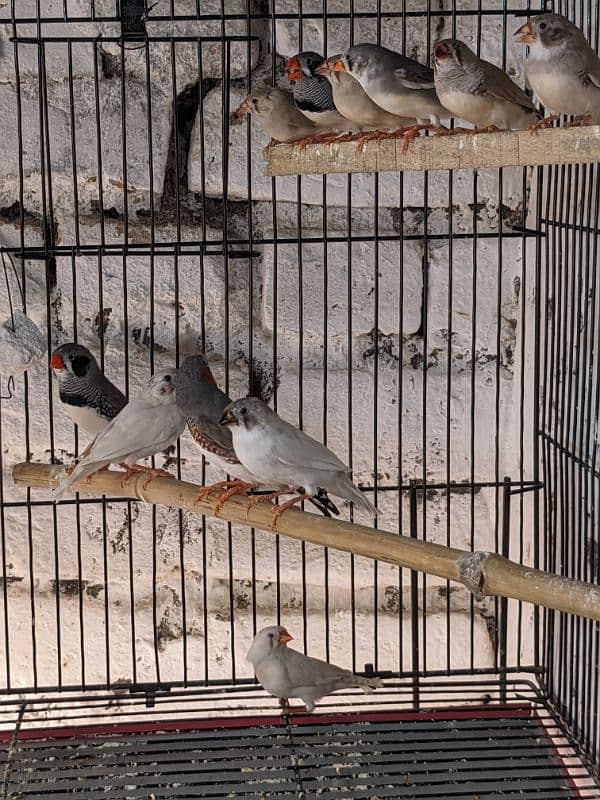 ZEBRA FINCH 03444608899 4