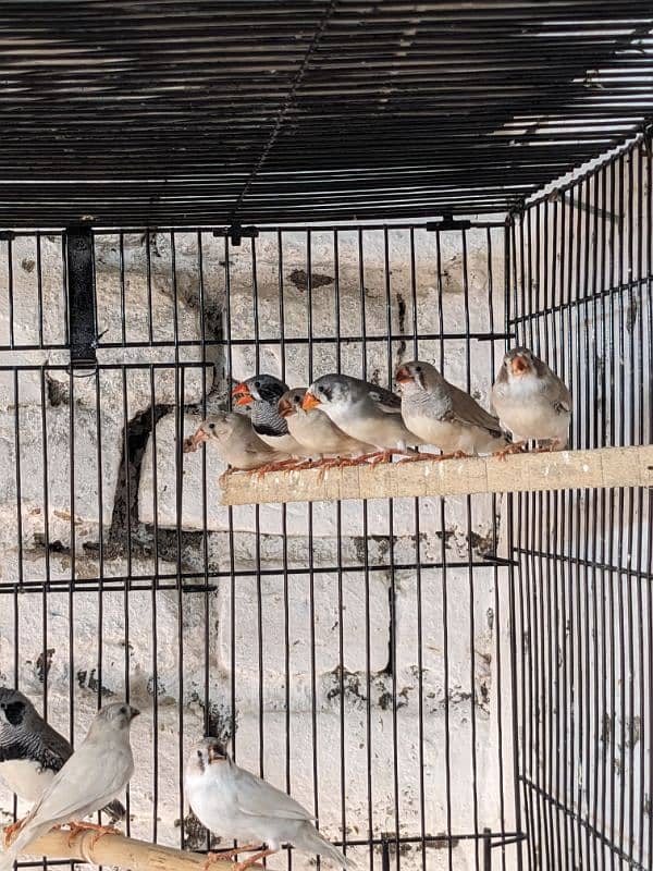 ZEBRA FINCH 03444608899 6