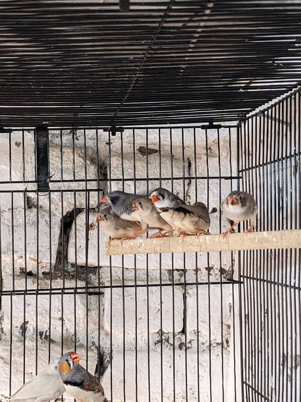 ZEBRA FINCH 03444608899 7