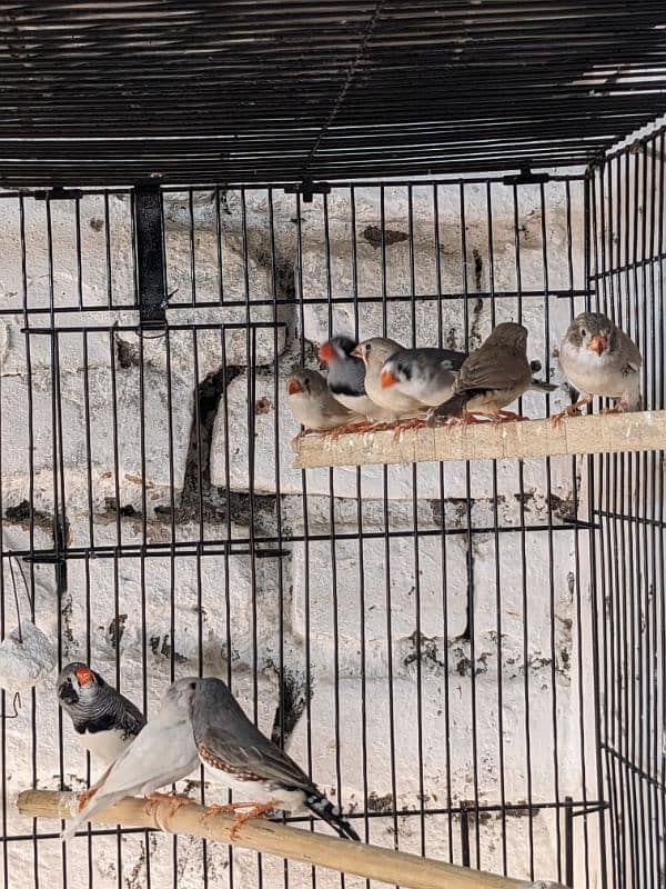 ZEBRA FINCH 03444608899 8