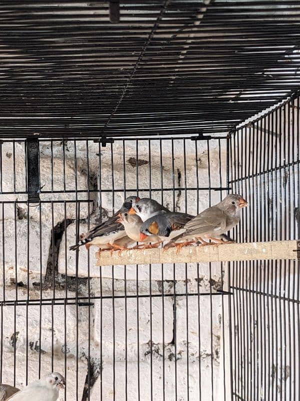 ZEBRA FINCH 03444608899 9