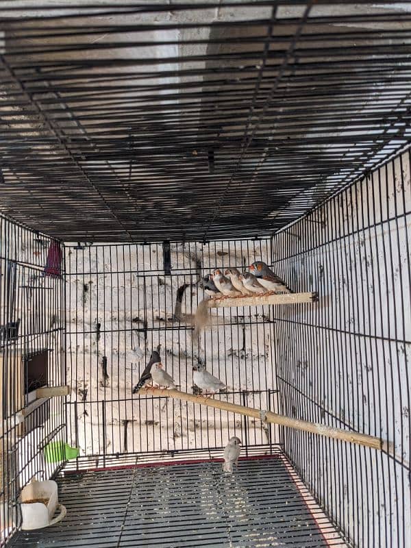 ZEBRA FINCH 03444608899 11