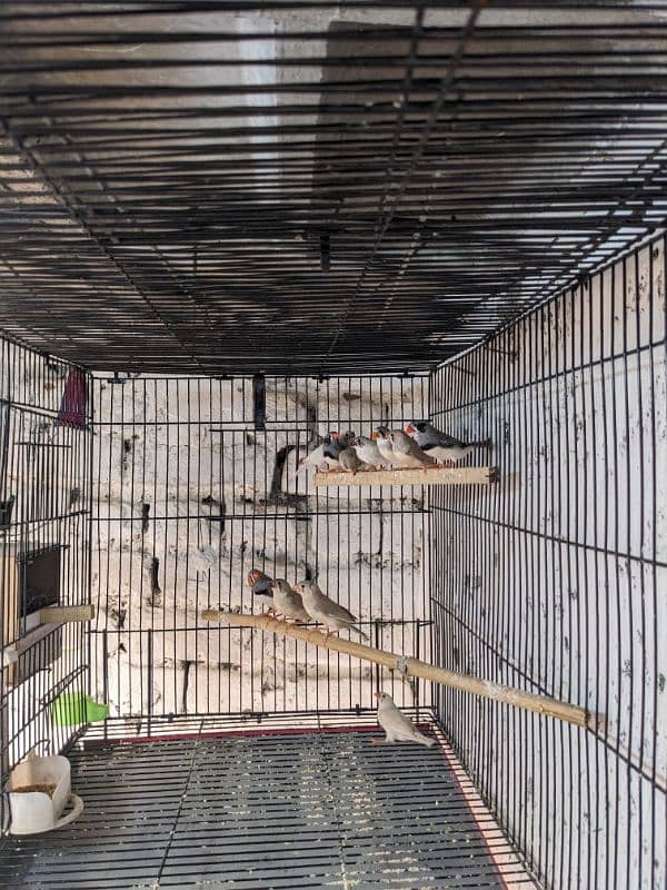 ZEBRA FINCH 03444608899 12