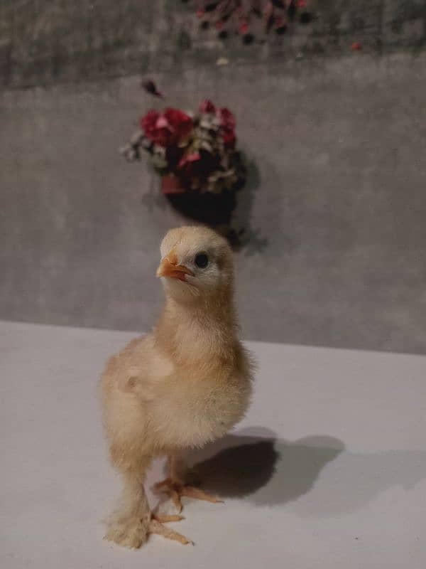 Golden and white buff available 0