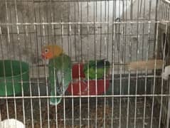 green fisher for sale