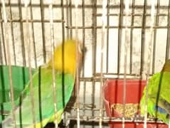 green fisher for sale